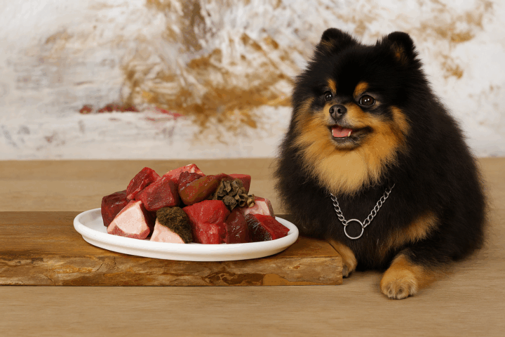 Pomeranian met rauw vlees